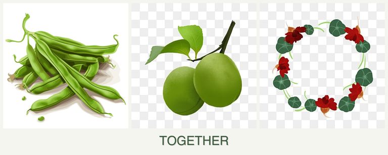 Can you plant beans, plums and nasturtiums together?