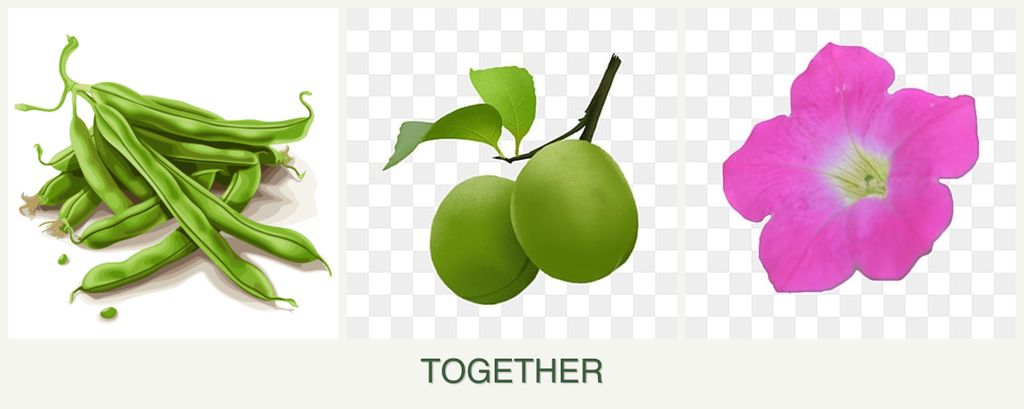 Can you plant beans, plums and petunias together?