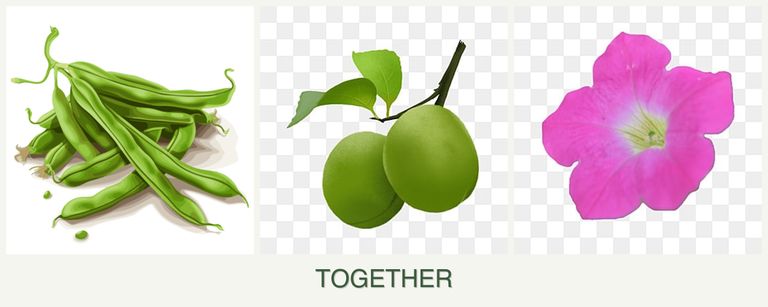 Can you plant beans, plums and petunias together?