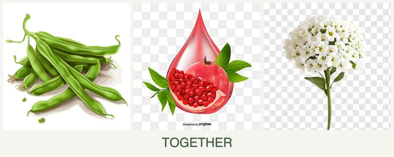 Can you plant beans, pomegranates and alyssum together?