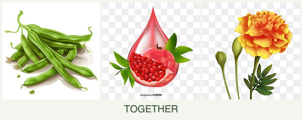 Can you plant beans, pomegranates and marigolds together?