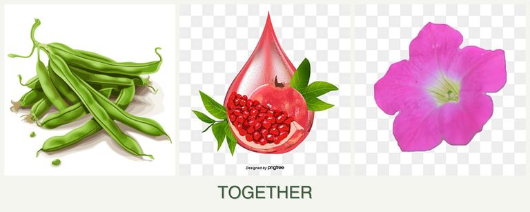 Can you plant beans, pomegranates and petunias together?