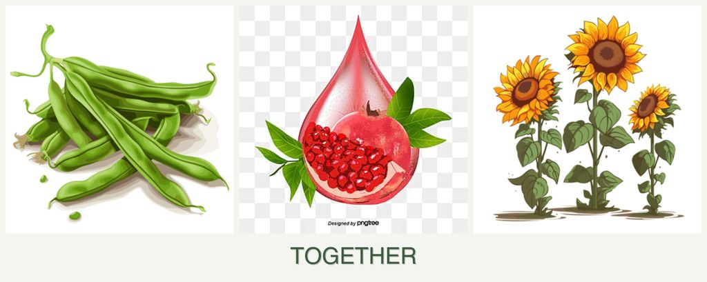 Can you plant beans, pomegranates and sunflowers together?