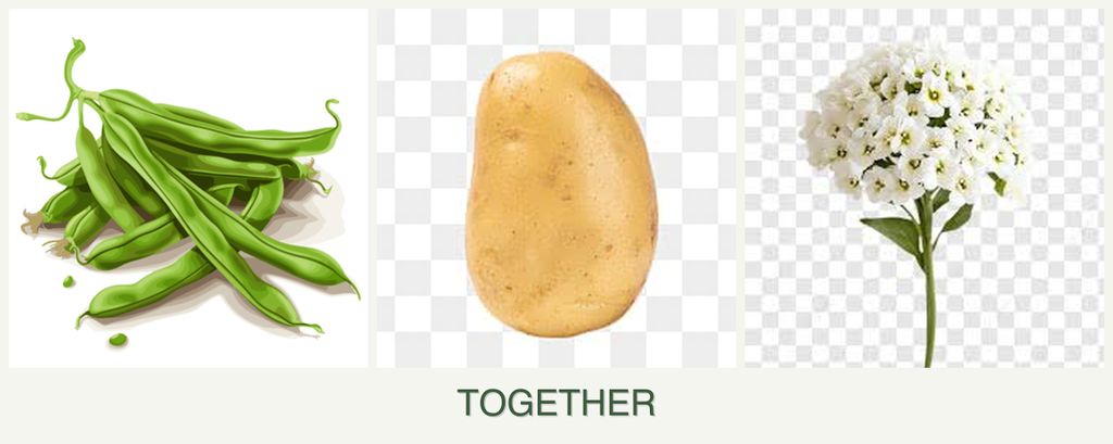 Can you plant beans, potatoes and alyssum together?