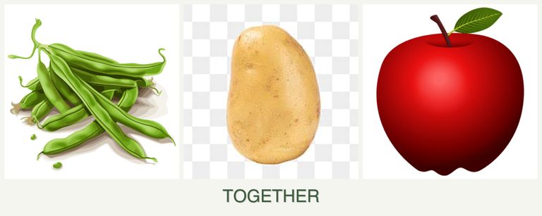 Can you plant beans, potatoes and apples together?