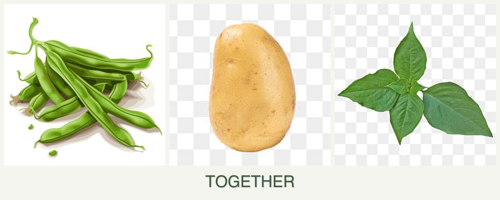 Can you plant beans, potatoes and basil together?