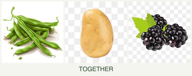 Can you plant beans, potatoes and blackberries together?