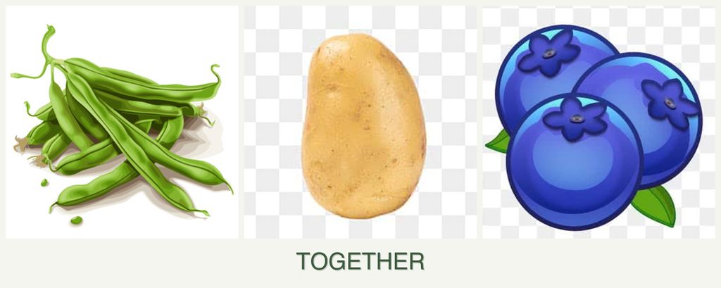 Can you plant beans, potatoes and blueberries together?