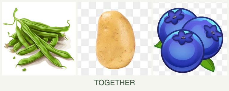 Can you plant beans, potatoes and blueberries together?