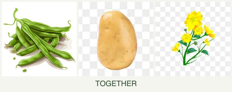 Can you plant beans, potatoes and calendula together?