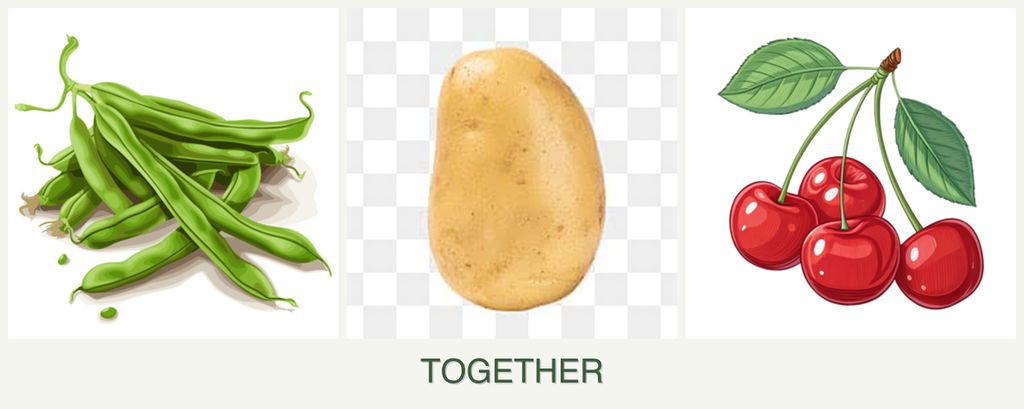 Can you plant beans, potatoes and cherries together?