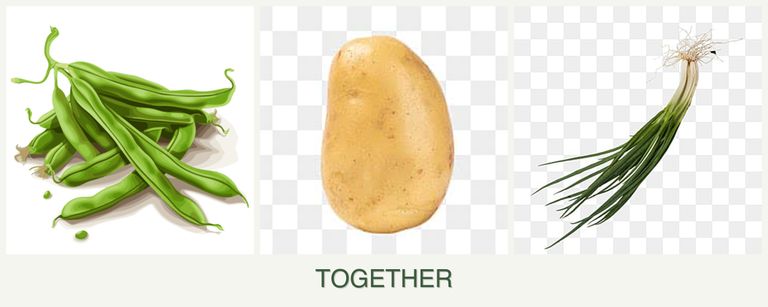 Can you plant beans, potatoes and chives together?