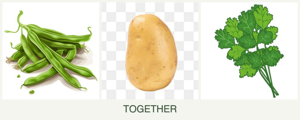 Can you plant beans, potatoes and cilantro together?