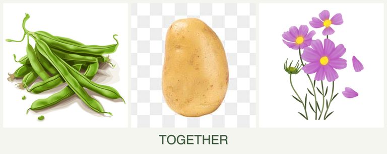 Can you plant beans, potatoes and cosmos together?