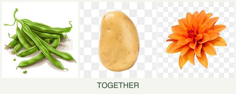 Can you plant beans, potatoes and dahlias together?