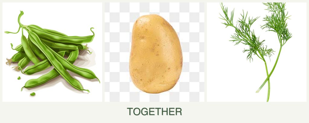 Can you plant beans, potatoes and dill together?