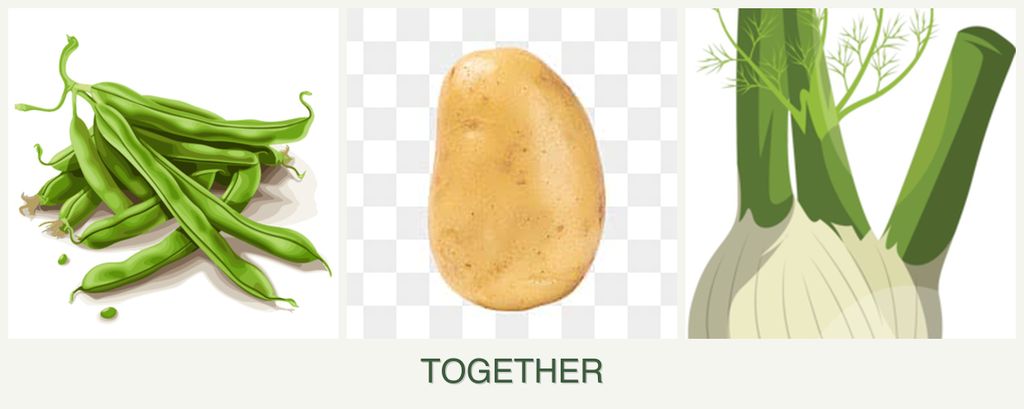 Can you plant beans, potatoes and fennel together?