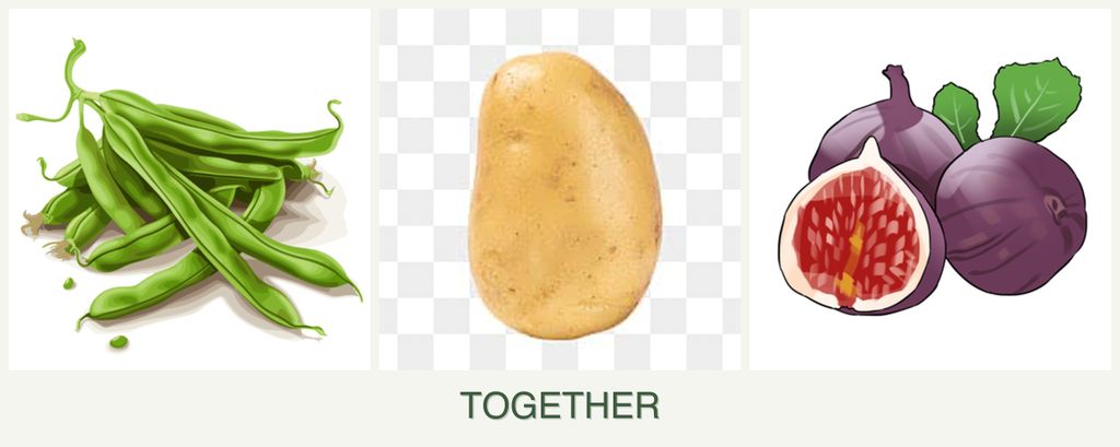 Can you plant beans, potatoes and figs together?