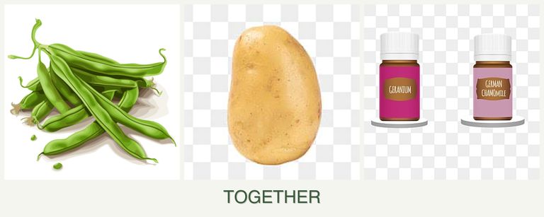 Can you plant beans, potatoes and geraniums together?