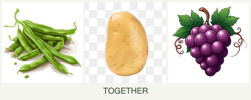 Can you plant beans, potatoes and grapes together?