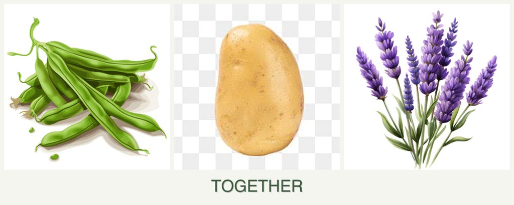 Can you plant beans, potatoes and lavender together?