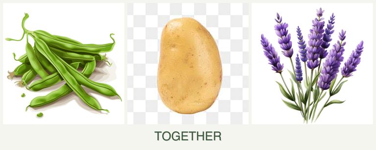 Can you plant beans, potatoes and lavender together?