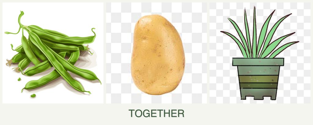 Can you plant beans, potatoes and lemongrass together?