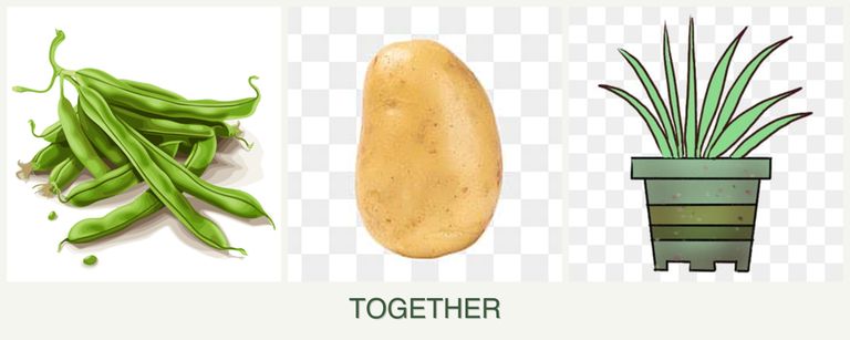 Can you plant beans, potatoes and lemongrass together?