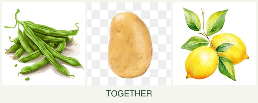 Can you plant beans, potatoes and lemons together?