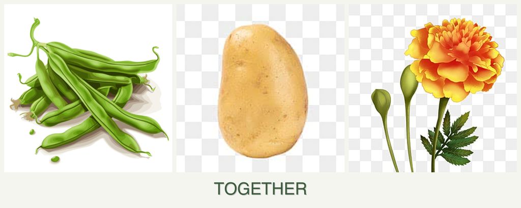Can you plant beans, potatoes and marigolds together?