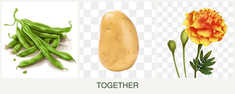 Can you plant beans, potatoes and marigolds together?