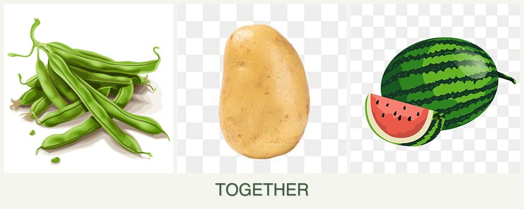 Can you plant beans, potatoes and melons together?