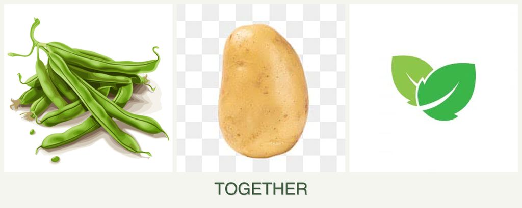 Can you plant beans, potatoes and mint together?