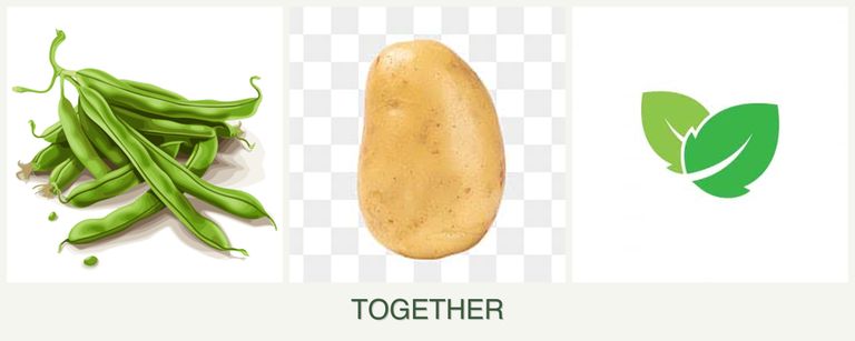 Can you plant beans, potatoes and mint together?