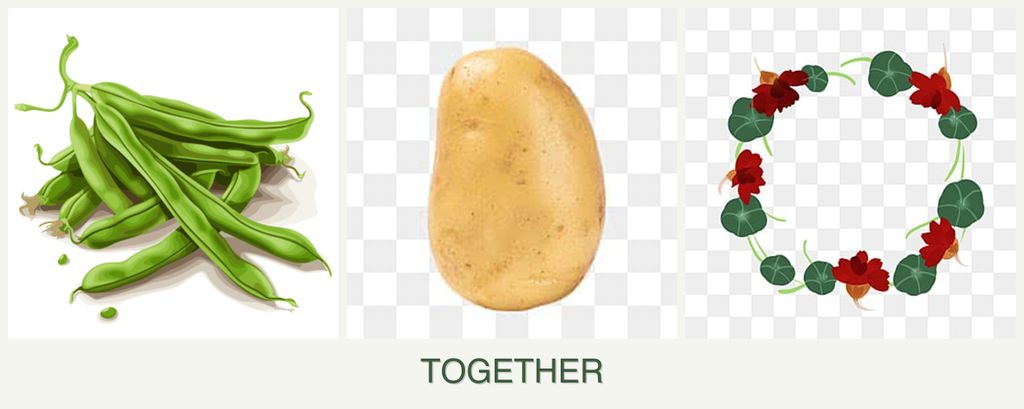 Can you plant beans, potatoes and nasturtiums together?