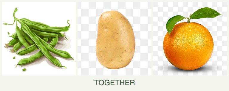 Can you plant beans, potatoes and oranges together?