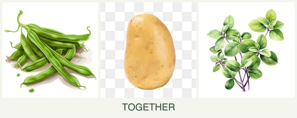 Can you plant beans, potatoes and oregano together?