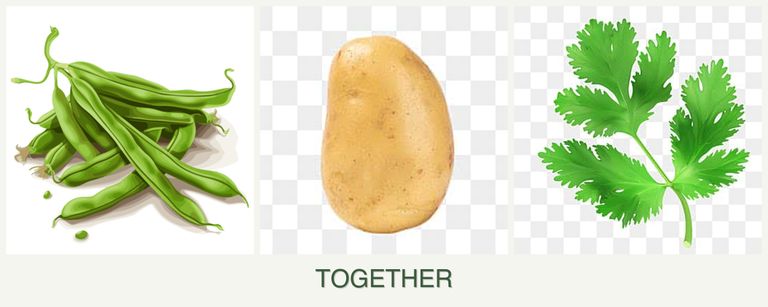 Can you plant beans, potatoes and parsley together?