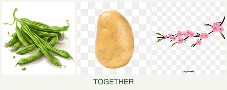 Can you plant beans, potatoes and peaches together?