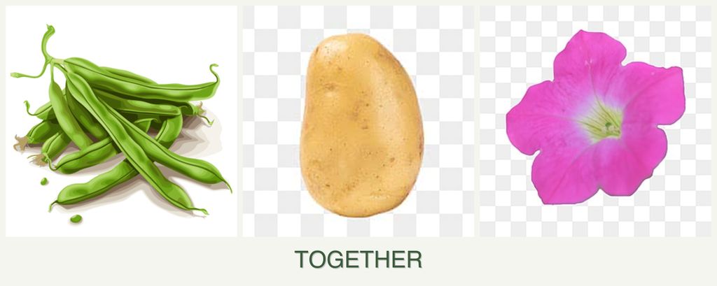 Can you plant beans, potatoes and petunias together?