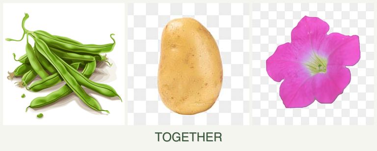 Can you plant beans, potatoes and petunias together?