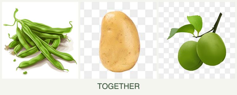 Can you plant beans, potatoes and plums together?