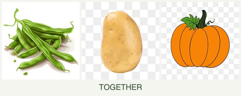 Can you plant beans, potatoes and pumpkin together?
