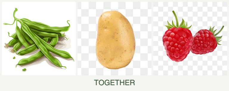 Can you plant beans, potatoes and raspberries together?
