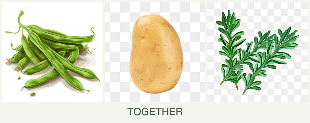 Can you plant beans, potatoes and rosemary together?
