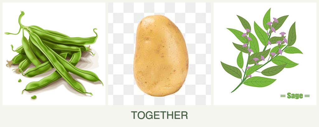 Can you plant beans, potatoes and sage together?