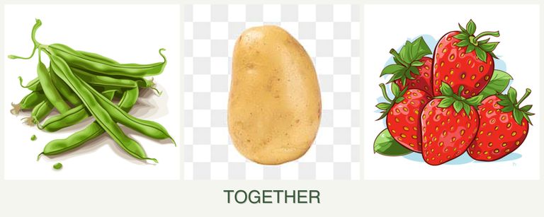 Can you plant beans, potatoes and strawberries together?