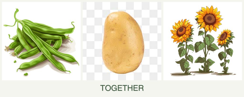 Can you plant beans, potatoes and sunflowers together?