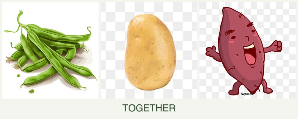 Can you plant beans, potatoes and sweet potatoes together?