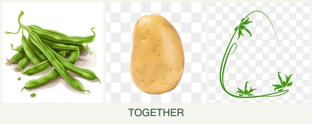 Can you plant beans, potatoes and tarragon together?